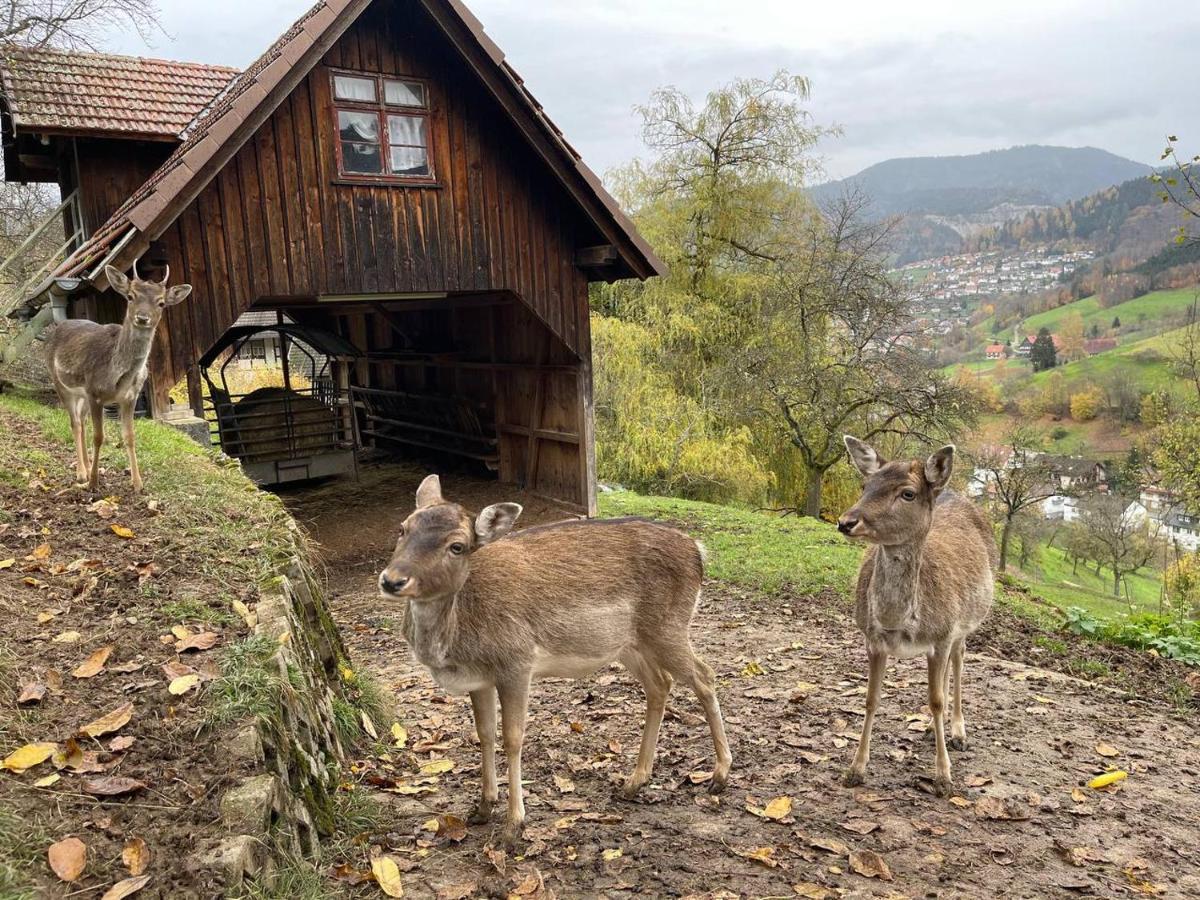 Einzigartiges Apartment, Mitten In Der Natur Ottenhofen im Schwarzwald Luaran gambar